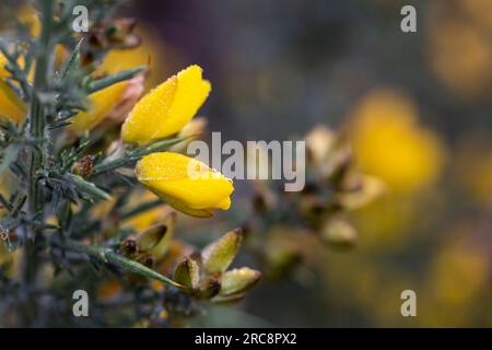 I fiori gialli di Ulex, comunemente noti come gola, furze, o whin è genere di piante da fiore della famiglia Fabaceae. Foto Stock