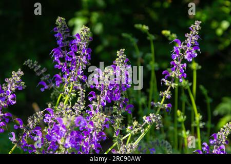 La salvia pratensis, il clario di prato o salvia di prato, è una specie di pianta fiorita della famiglia delle Lamiaceae, originaria dell'Europa, dell'Asia occidentale e del nord Foto Stock