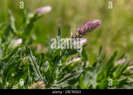 L'arvense di Melampyrum, comunemente noto come grano di vacca da campo, è una pianta erbacea fiorita del genere Melampyrum della famiglia delle Orobanchaceae. Foto Stock