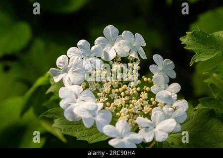 Guelder Rose Bush. Foto in giardino. Viburnum Flowers Bloom. Foto Stock