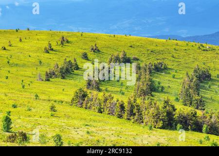 foreste sulle colline degli altopiani ucraini. ampi prati erbosi del monte runa. caldo giorno di sole d'estate Foto Stock