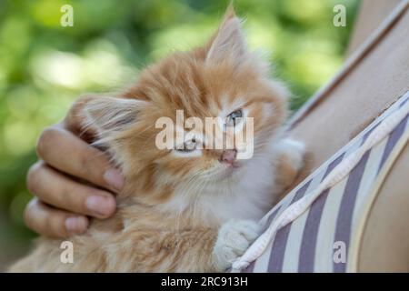 piccolo gattino dalla testa rossa sul petto della donna. Concetto di cura Foto Stock