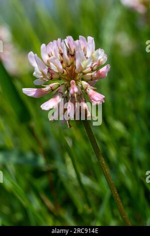 Fiori di trifoglio bianco. Piante perenni Fabaceae. Aprile-luglio è la stagione della fioritura, ed è anche un mangime, concime verde e nettare pianta. Foto Stock