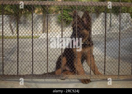 Cucciolo pastore tedesco seduto vicino al cancello o all'ingresso. Cane attivo o di allarme. Foto Stock