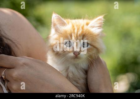 piccolo gattino dalla testa rossa sul petto della donna. Concetto di cura Foto Stock