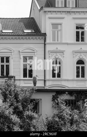 Bonn, Germania - 22 maggio 2023: Veduta di un uccello di gru e di edifici residenziali a Bonn in Germania sullo sfondo Foto Stock