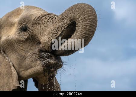 Elefanti africani nella riserva di caccia Mashatu Euphorbia in Botswana. Foto Stock