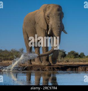 Elefanti africani nella riserva di caccia Mashatu Euphorbia in Botswana. Foto Stock