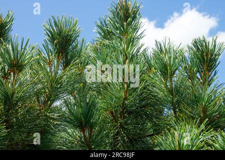 Pino siberiano nano, Pinus pumila 'Blu nano', rami, conifere, aghi, Conifer, Crescita, Twigs Foto Stock