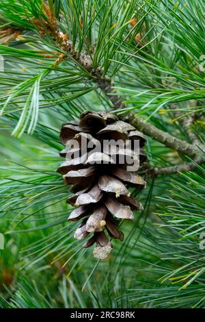 Balkan Pine, Cone, Pinus peuce cone femmina Foto Stock