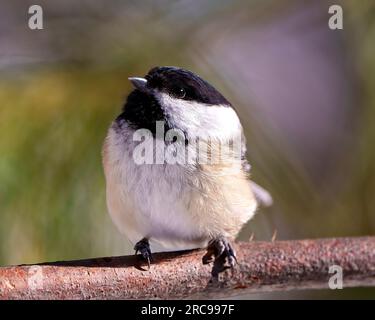 Chickadee primo piano profilo vista frontale arroccato su un ramo di albero con sfondo conifere sfocato nel suo ambiente e habitat circostante. Foto Stock