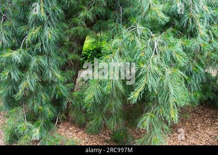 Pino bianco piangente Pinus strobus 'Pendulaa' in giardino Foto Stock