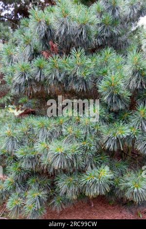 Pino himalayano, albero, Pinus wallichiana "Nana" Foto Stock