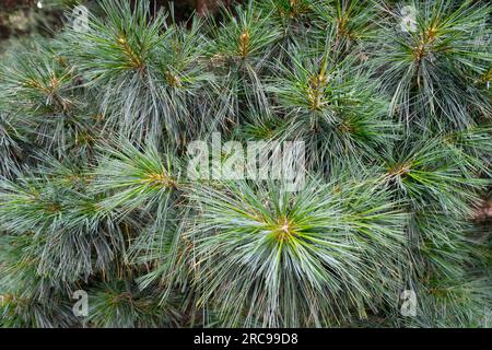 Pino himalayano, Pinus wallichiana "Nana" Foto Stock