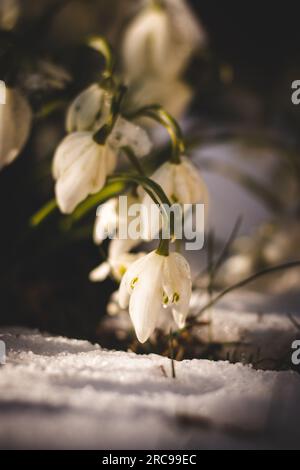 Dettaglio di una palude primaverile che emerge da dietro gli ultimi resti di neve al tramonto. Leucojum vernum con resti di luce solare. Foto Stock