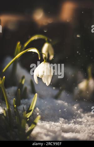 Dettaglio di una palude primaverile che emerge da dietro gli ultimi resti di neve al tramonto. Leucojum vernum con resti di luce solare. Foto Stock