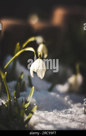 Dettaglio di una palude primaverile che emerge da dietro gli ultimi resti di neve al tramonto. Leucojum vernum con resti di luce solare. Foto Stock