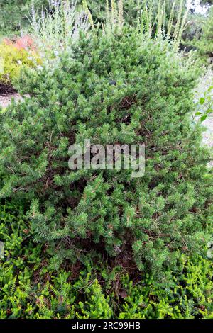 Jack Pine, Pinus banksiana "Chippewa" in giardino Foto Stock