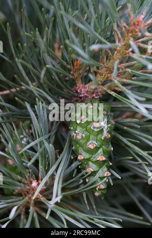 Pinus sylvestris Cone, Scots Pine, Pinus sylvestris "Watereri" Foto Stock
