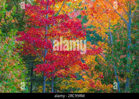 Colore autunnale a Mount Desert Island nel Maine. Foto Stock