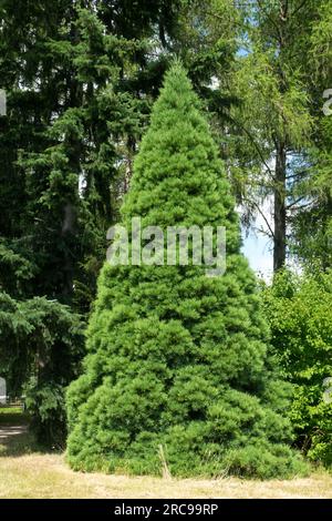 Sequoia gigante ancora giovane, Sequoiadendron giganteum, sequoia gigante, Sequoiadendron giganteum "Glaucum Compactum", conico, crescita degli alberi Foto Stock