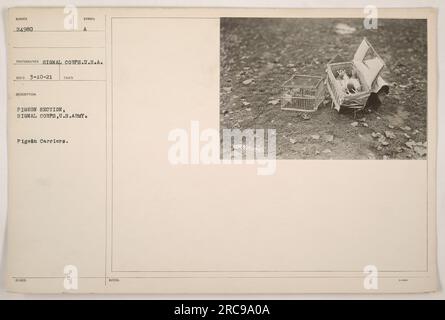 Una fotografia scattata durante la prima guerra mondiale che mostra una sezione piccione del Signal Corps, esercito degli Stati Uniti. L'immagine cattura un gruppo di portatori di piccioni, che hanno svolto un ruolo fondamentale nel recapitare messaggi sul campo di battaglia. Scattata il 10 marzo 1921, questa foto evidenzia l'uso dei piccioni come mezzo di comunicazione durante la guerra. (50 parole) Foto Stock