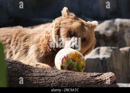 Un orso bruno gode di un "gelato" di diversi frutti per combattere le alte temperature di un'ondata di calore allo Zoo Aquarium il 13 luglio 2023 a Madrid, Foto Stock