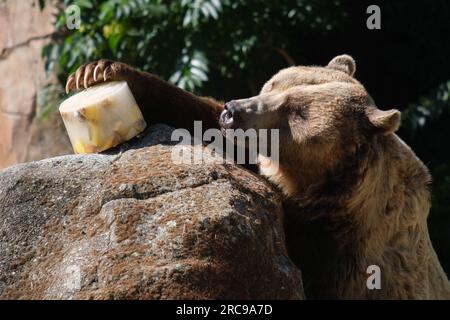 Un orso bruno gode di un "gelato" di diversi frutti per combattere le alte temperature di un'ondata di calore allo Zoo Aquarium il 13 luglio 2023 a Madrid, Foto Stock