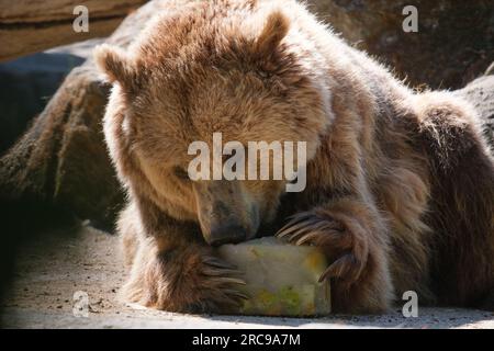 Un orso bruno gode di un "gelato" di diversi frutti per combattere le alte temperature di un'ondata di calore allo Zoo Aquarium il 13 luglio 2023 a Madrid, Foto Stock