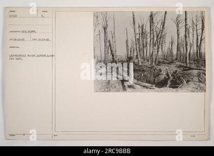 Soldati che attraversano il bosco di Lerchanholz in Alsazia, Francia durante la prima guerra mondiale Questa foto è stata scattata il 17 marzo 1919. L'immagine mostra una vista a est, evidenziando la fitta silvicoltura e le attività dell'esercito americano. Foto Stock