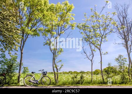 Geografia / viaggi, Danimarca, Bornholm, Hovedstaden, Allinge, ULTERIORI-DIRITTI-CLEARANCE-INFO-NON-DISPONIBILI Foto Stock