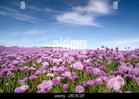 Geografia / viaggi, Danimarca, Bornholm, Hovedstaden, Arsdale, ULTERIORI-DIRITTI-CLEARANCE-INFO-NON-DISPONIBILI Foto Stock