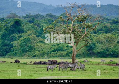 Steppenzebra (Equus quagga) und Kaffernbueffel (Syncerus caffer) nel piccolo Serengeti, Arusha Nationalpark, Tansania, Afrika |zebra delle pianure (Equus quag Foto Stock