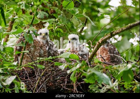 Sperber (Accipiter nisus) Jungvoegel im Nest, Heinsberg, Nordrhein-Westfalen, Deutschland |Sparrowhawk eurasiatico (Accipiter nisus) fugge in nido Foto Stock