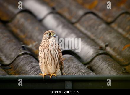 Turmfalke (Falco tinnunculus), Heinsberg, Nordrhein-Westfalen, Germania |gheppio comune (Falco tinnunculus), Heinsberg, Renania Settentrionale-Vestfalia, G. Foto Stock