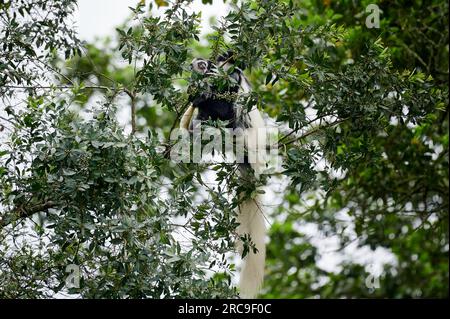 Mantelaffe oder Guereza (Colobus guereza), Arusha Nationalpark, Tansania, Afrika |Guereza mantellata (Colobus guereza), nota anche semplicemente come guereza, Foto Stock