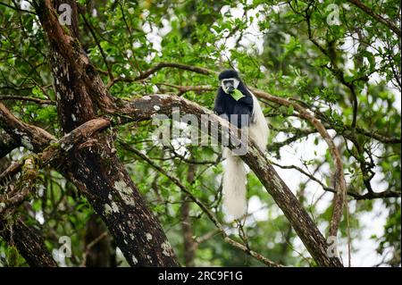 Mantelaffe oder Guereza (Colobus guereza), Arusha Nationalpark, Tansania, Afrika |Guereza mantellata (Colobus guereza), nota anche semplicemente come guereza, Foto Stock