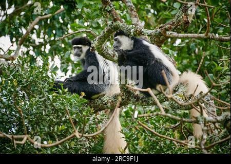 Mantelaffe oder Guereza (Colobus guereza), Arusha Nationalpark, Tansania, Afrika |Guereza mantellata (Colobus guereza), nota anche semplicemente come guereza, Foto Stock