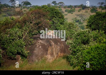 Riesiger männlicher Löwe auf einem Kopje, Serengeti Nationalpark, Unesco-Weltkulturerbe, Tancania, Afrika |enorme leone maschile su un kopje, Serengeti nazione Foto Stock