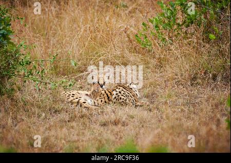 Serval mit Jungtier (Leptailurus serval), Parco Nazionale Serengeti, Tansania, Afrika |Serval con cub succhiante (Leptailurus serval), Serengeti Natia Foto Stock