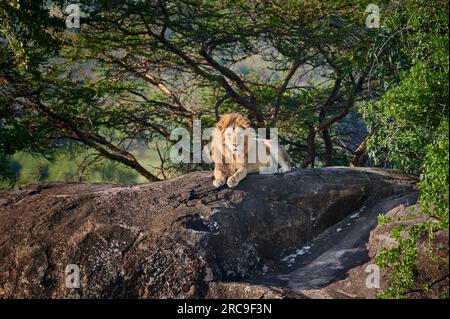 Riesiger männlicher Löwe auf einem Kopje, Serengeti Nationalpark, Unesco-Weltkulturerbe, Tancania, Afrika |enorme leone maschile su un kopje, Serengeti nazione Foto Stock