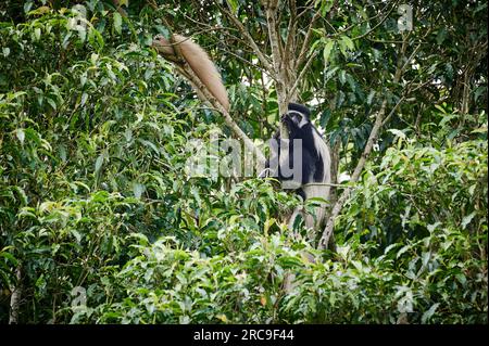 Mantelaffe oder Guereza (Colobus guereza), Arusha Nationalpark, Tansania, Afrika |Guereza mantellata (Colobus guereza), nota anche semplicemente come guereza, Foto Stock