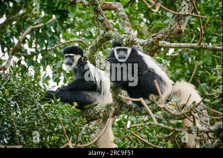 Mantelaffe oder Guereza (Colobus guereza), Arusha Nationalpark, Tansania, Afrika |Guereza mantellata (Colobus guereza), nota anche semplicemente come guereza, Foto Stock