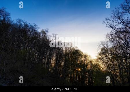 La luce del sole della mattina presto sbircia attraverso una collina di alberi lungo la Blue Ridge Parkway. Foto Stock