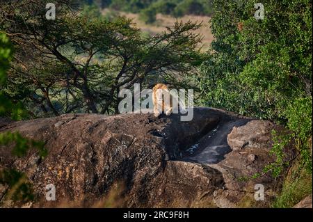 Riesiger männlicher Löwe auf einem Kopje, Serengeti Nationalpark, Unesco-Weltkulturerbe, Tancania, Afrika |enorme leone maschile su un kopje, Serengeti nazione Foto Stock