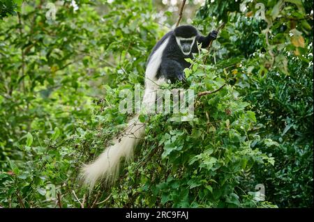 Mantelaffe oder Guereza (Colobus guereza), Arusha Nationalpark, Tansania, Afrika |Guereza mantellata (Colobus guereza), nota anche semplicemente come guereza, Foto Stock