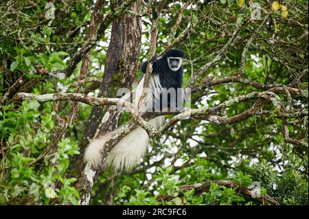 Mantelaffe oder Guereza (Colobus guereza), Arusha Nationalpark, Tansania, Afrika |Guereza mantellata (Colobus guereza), nota anche semplicemente come guereza, Foto Stock