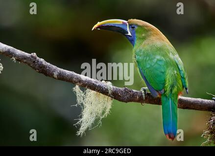 Laucharassari (Aulacorhynchus prasinus), San Gerardo de Dota, Costa Rica, Zentralamerika |Emerald toucanet o Northern Emerald toucanet (Aulacorhynch Foto Stock