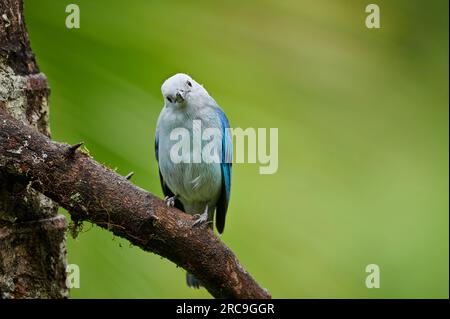 Blautangare (Thraupis episcopus), Maquenque Eco Lodge, Costa Rica, Zentralamerika |uccello Tanager grigio-azzurro (Thraupis episcopus), Maquenque Eco Lodge, Foto Stock