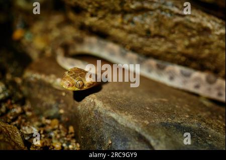 nördliche Katzenaugenschlange (Leptodeira septentrionalis), Uvita, Costa Rica, Zentralamerika |serpente con occhi di gatto del nord (Leptodeira septentrionalis), Foto Stock